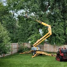 How Our Tree Care Process Works  in  Clearfield, PA