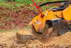 Trusted Clearfield, PA Tree Care Experts
